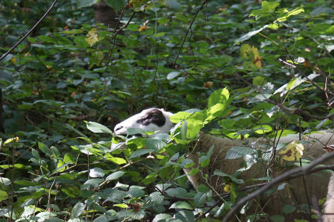 Spiegelschaf im Hardwald